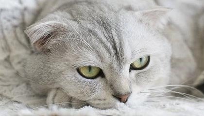 九游中国官网-东亚杯中国足球惨败 球员状态不稳定，东亚杯中国队